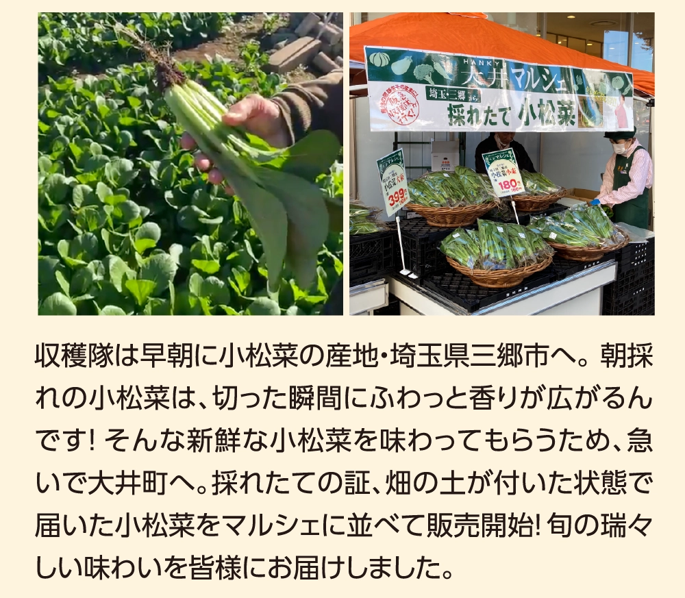 収穫隊は早朝に小松菜の産地・埼玉県三郷市へ。 朝採れの小松菜は、切った瞬間にふわっと香りが広がるんです！そんな新鮮な小松菜を味わってもらうため、急いで大井町へ。採れたての証、畑の土が付いた状態で届いた小松菜をマルシェに並べて販売開始！旬の瑞々しい味わいを皆様にお届けしました。