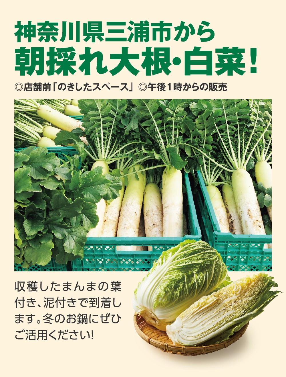 神奈川県三浦市から朝採れ大根・白菜！