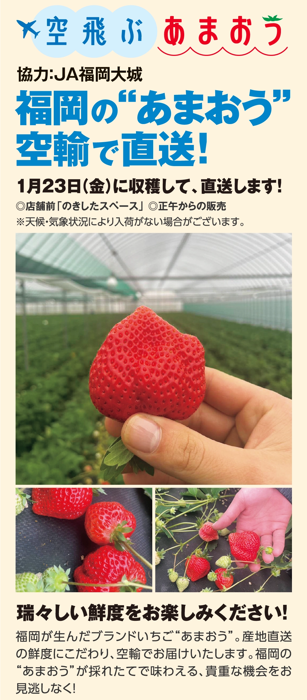 福岡の“あまおう”
空輸で直送！