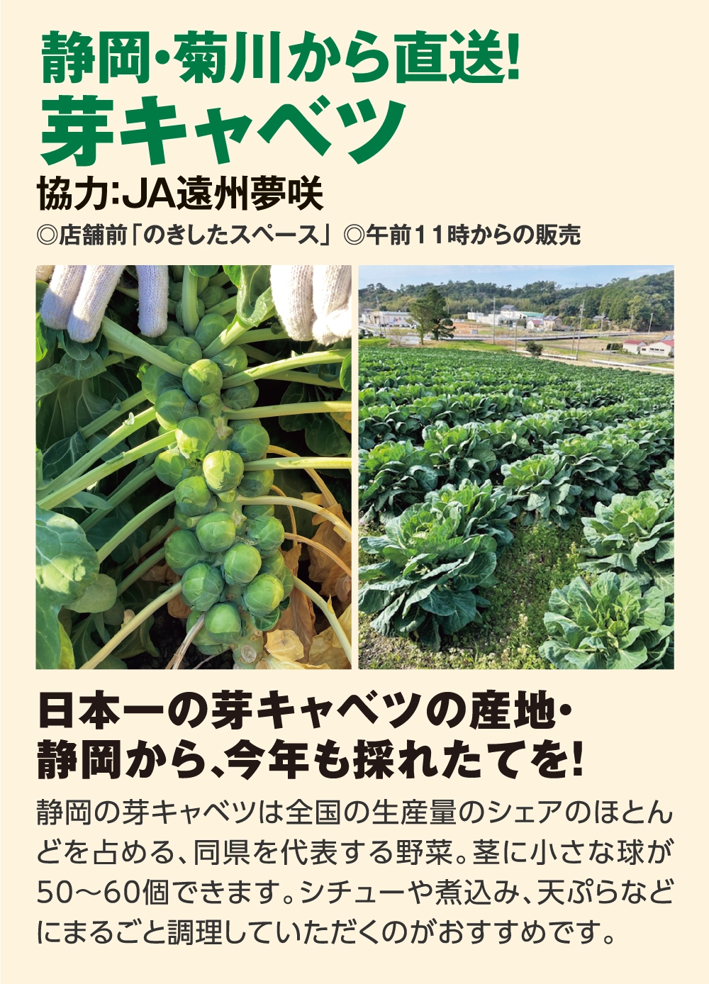 静岡・菊川から直送！
芽キャベツ