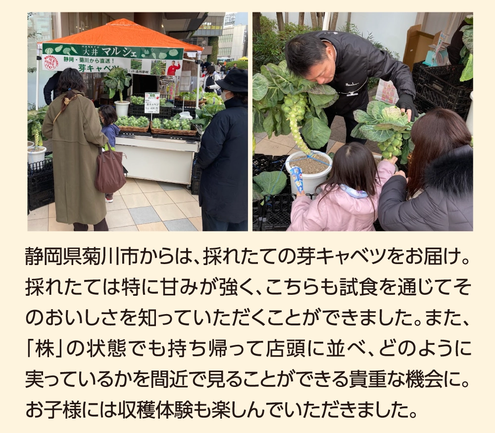 静岡県菊川市からは、採れたての芽キャベツをお届け。採れたては特に甘みが強く、こちらも試食を通じてそのおいしさを知っていただくことができました。また、「株」の状態でも持ち帰って店頭に並べ、どのように実っているかを間近で見ることができる貴重な機会に。お子様には収穫体験も楽しんでいただきました。