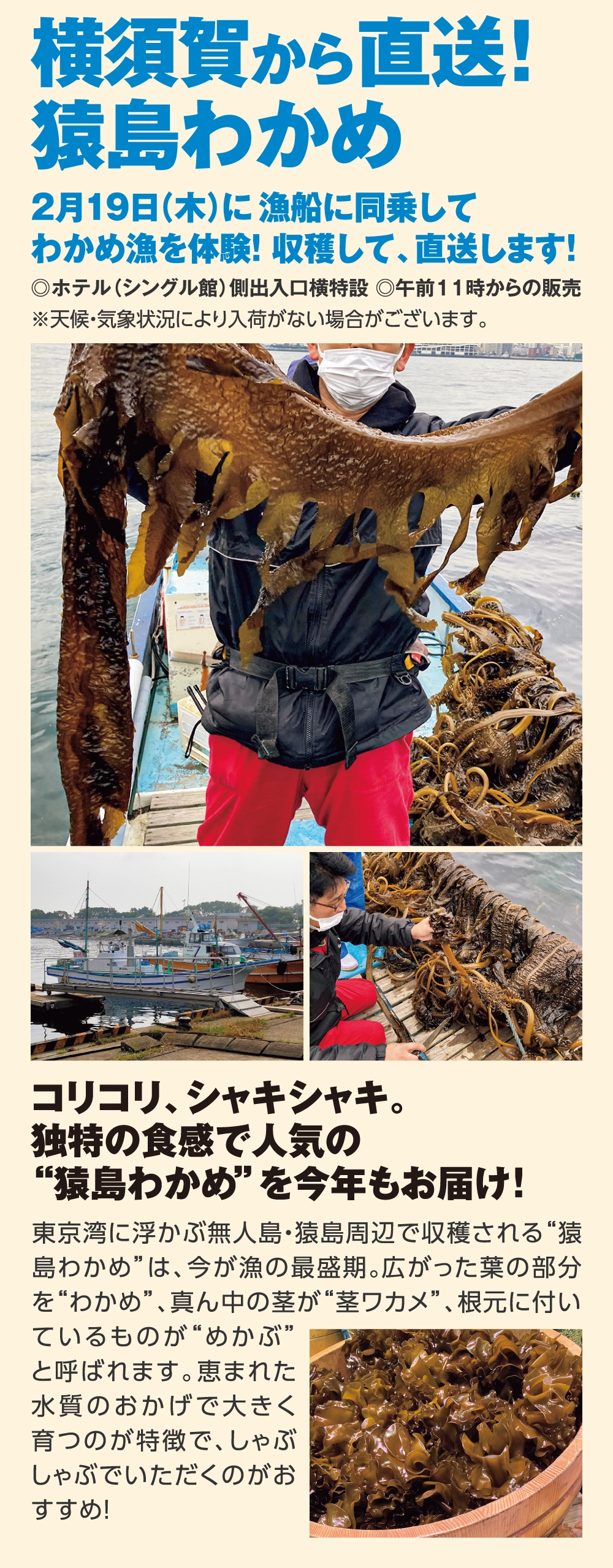 横須賀から直送！
猿島わかめ