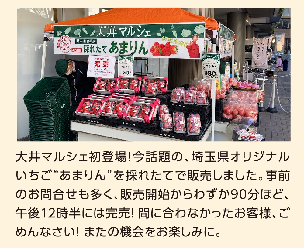 大井マルシェ初登場！今話題の、埼玉県オリジナルいちご“あまりん”を採れたてで販売しました。事前のお問合せも多く、販売開始からわずか90分ほど、午後12時半には完売！間に合わなかったお客様、ごめんなさい！ またの機会をお楽しみに。