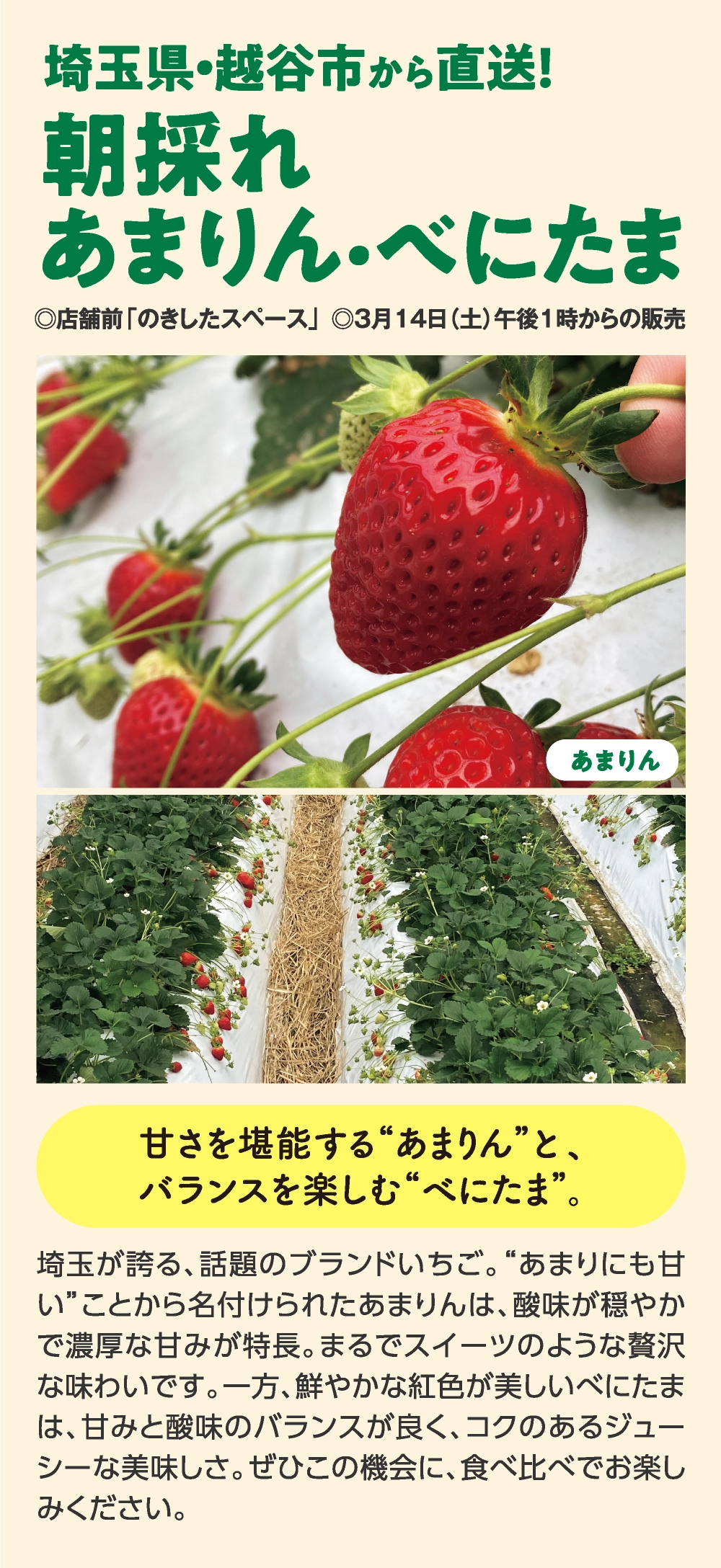 朝採れ
あまりん・べにたま