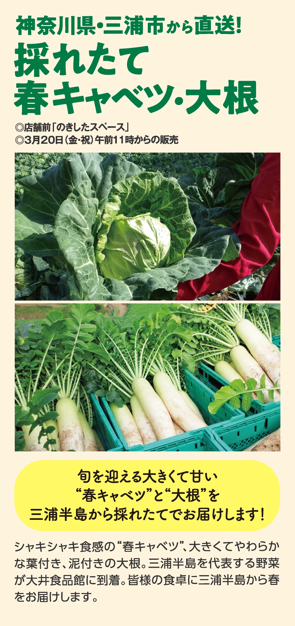 採れたて
春キャベツ・大根