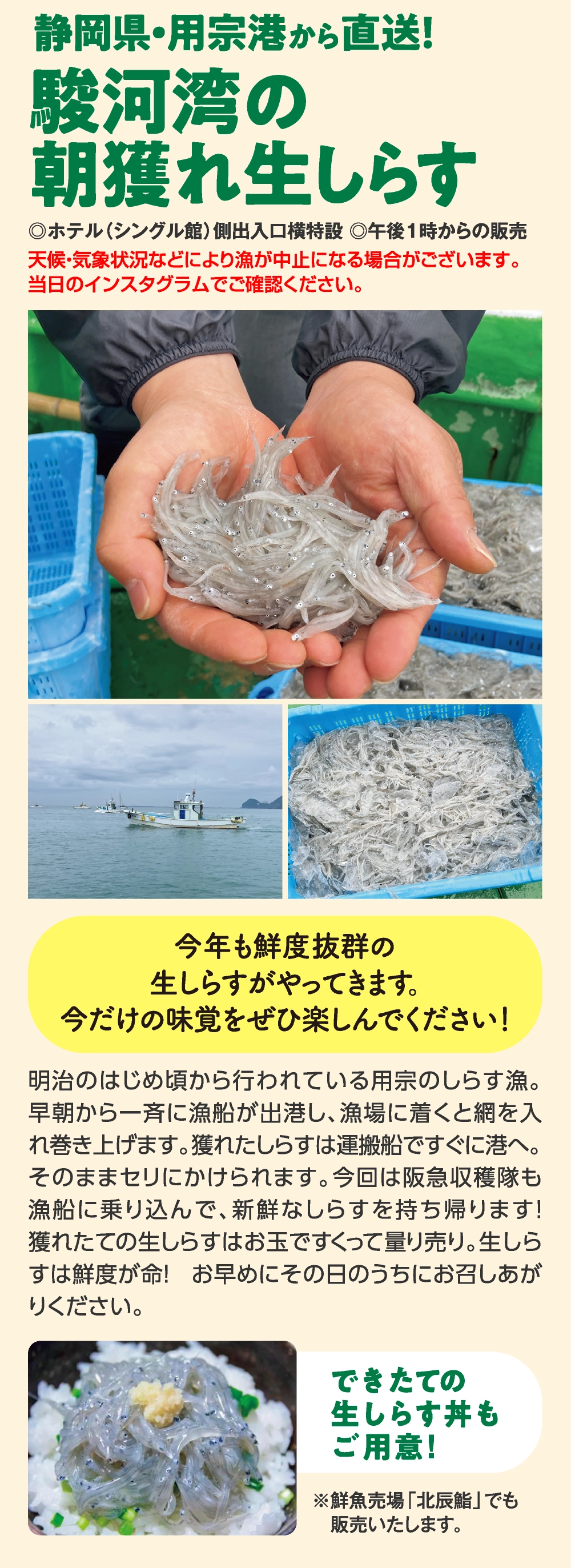 駿河湾の
朝獲れ生しらす