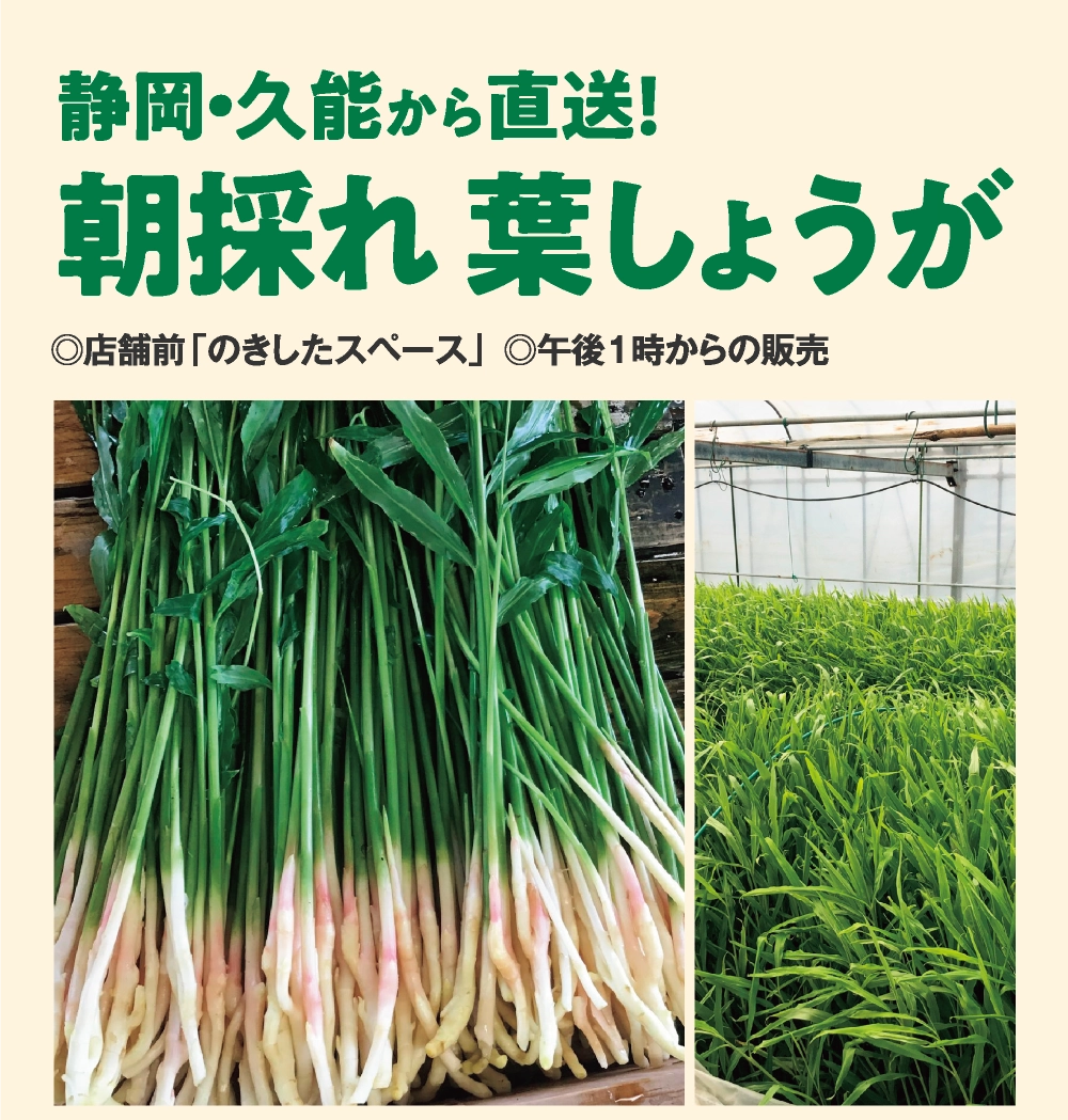 朝採れ  葉しょうが