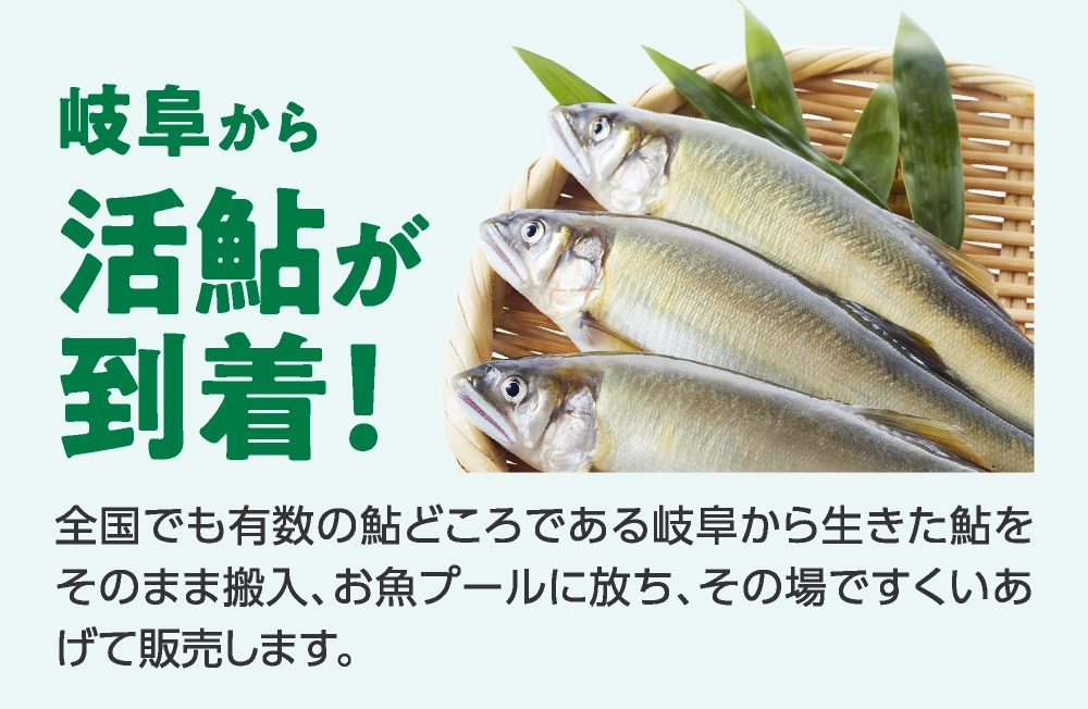 岐阜から
活鮎が
到着！