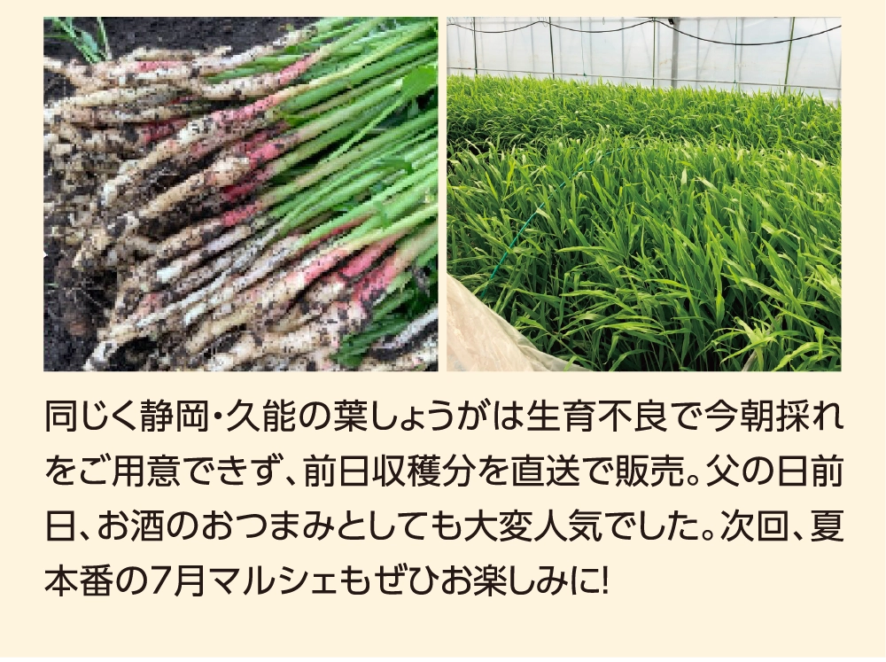 同じく静岡・久能の葉しょうがは生育不良で今朝採れをご用意できず、前日収穫分を直送で販売。父の日前日、お酒のおつまみとしても大変人気でした。次回、夏本番の7月マルシェもぜひお楽しみに！