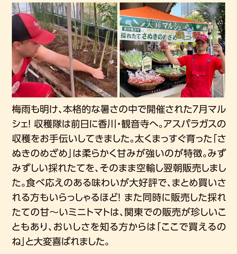 梅雨も明け、本格的な暑さの中で開催された7月マルシェ！ 収穫隊は前日に香川・観音寺へ。アスパラガスの収穫をお手伝いしてきました。太くまっすぐ育った「さぬきのめざめ」は柔らかく甘みが強いのが特徴。みずみずしい採れたてを、そのまま空輸し翌朝販売しました。食べ応えのある味わいが大好評で、まとめ買いされる方もいらっしゃるほど！ また同時に販売した採れたての甘〜いミニトマトは、関東での販売が珍しいこともあり、おいしさを知る方からは「ここで買えるのね」と大変喜ばれました。